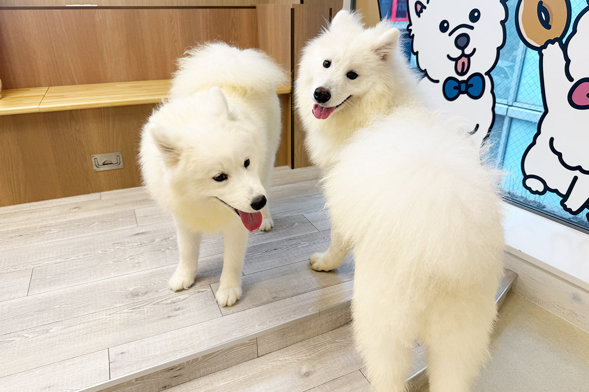 サモエドカフェモフのサモエドたち