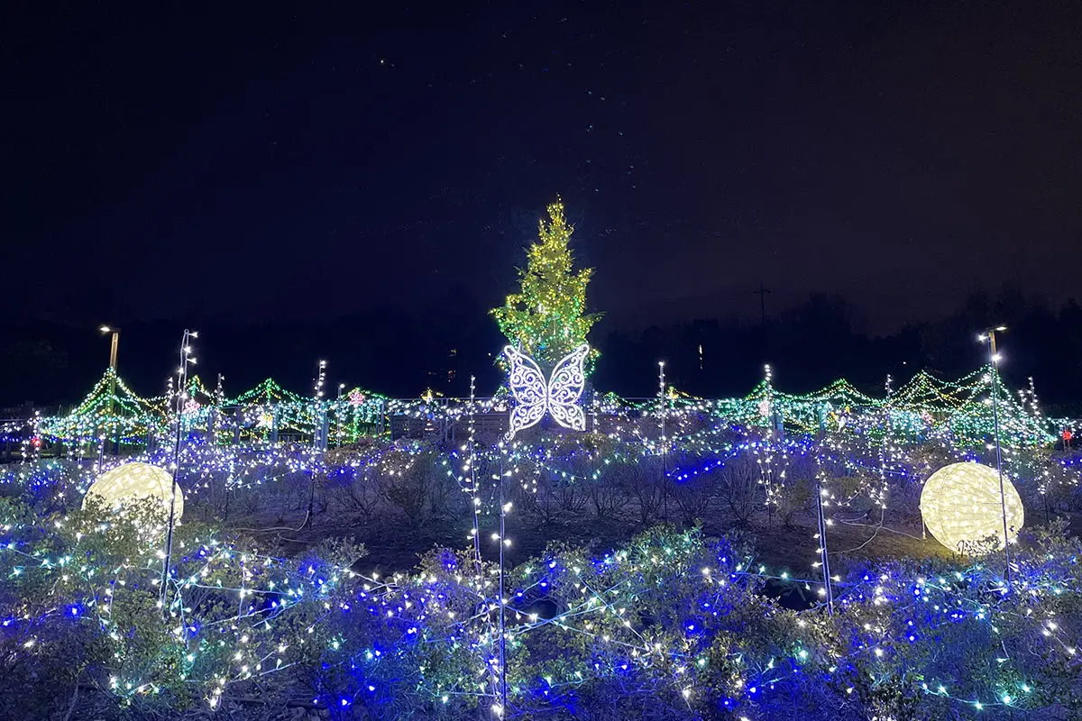 2025年】奈良イルミネーション7選！冬の人気スポット＆穴場も