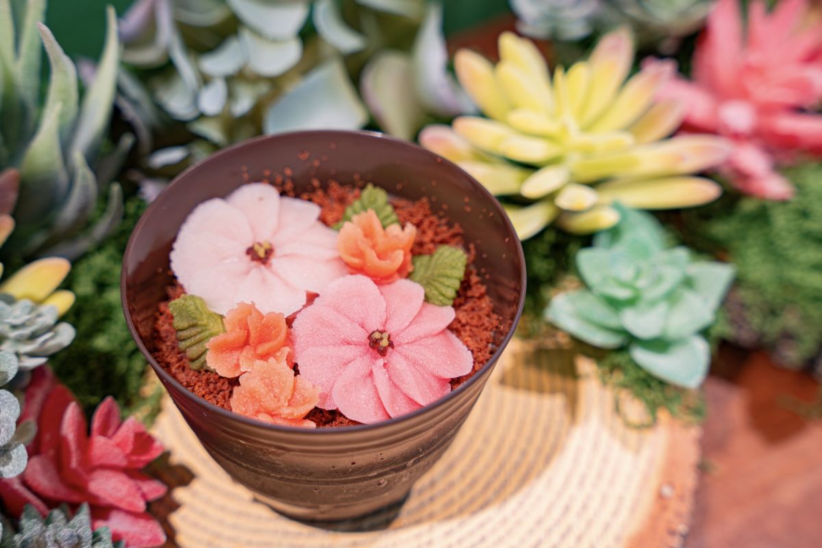 神戸・北野に新登場！“食べられる多肉植物ケーキ”が早くも話題