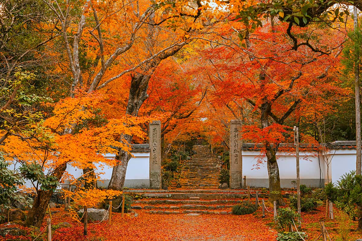 京都・洛西の紅葉を堪能！秋の特別公開＆鶴屋吉信の5種羊羹食べ比べ