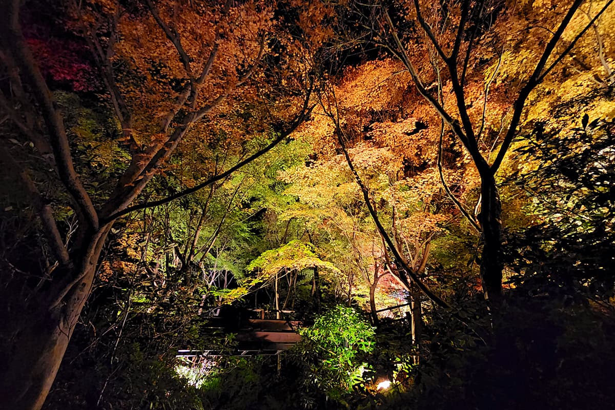 幻想的な竹灯り×和傘！大阪府立花の文化園で紅葉ライトアップ開催