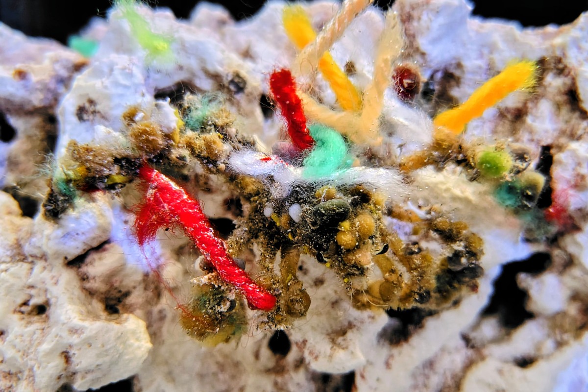 モクズショイのクリスマス特別展示