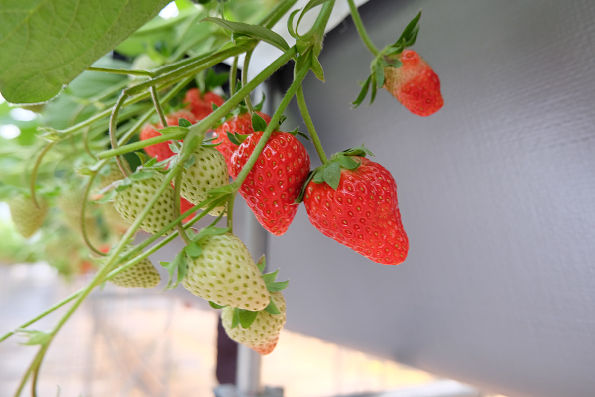 大阪・泉南に誕生！いちご収穫体験が楽しめる「リファーム ヨシミ370」