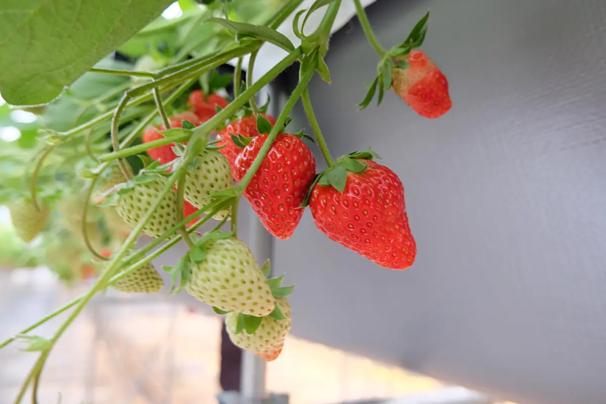 大阪・泉南に誕生！いちご収穫体験が楽しめる「リファーム ヨシミ370