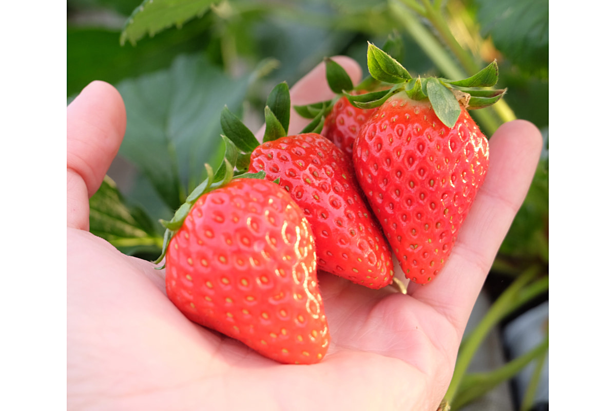 手のひらに乗る収穫前のいちご