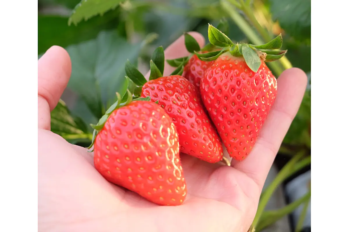 大阪・泉南に誕生！いちご収穫体験が楽しめる「リファーム ヨシミ370