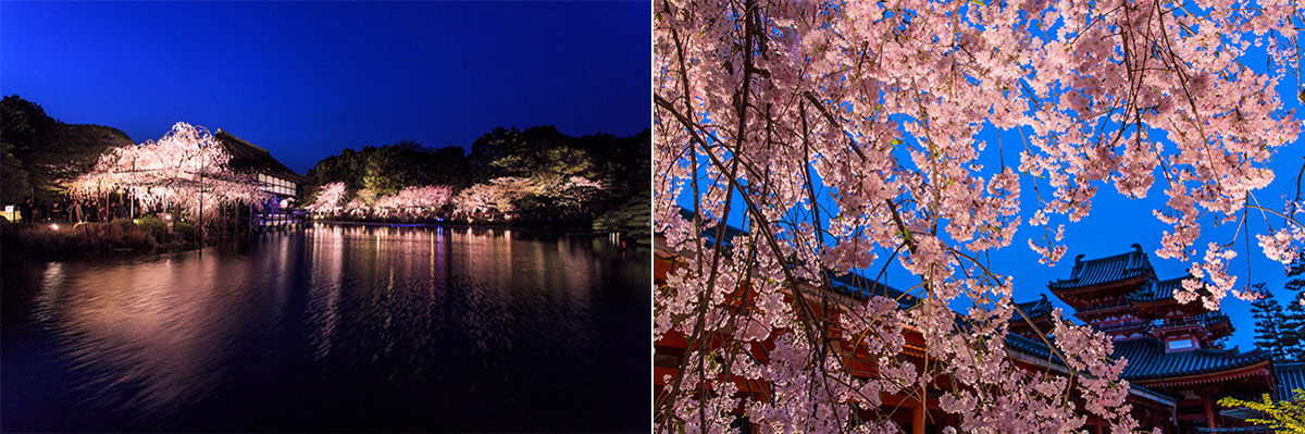 桜のライトアップ