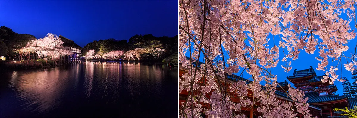 平安神宮の紅しだれ桜をライトアップ！音楽と楽しむ「桜音夜2026