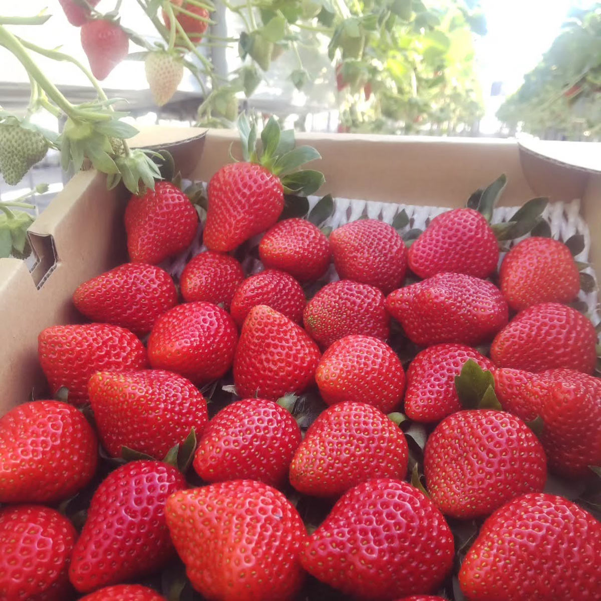 小杉豊農園のいちご