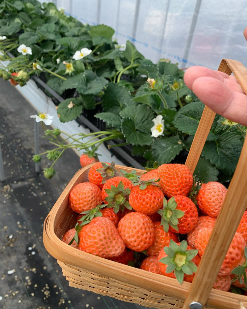 ティーベリーファームのいちご狩り