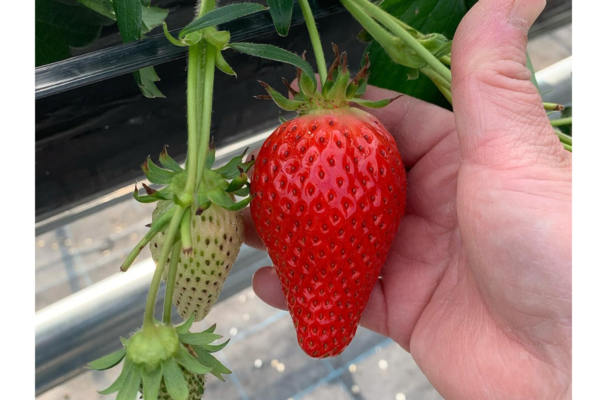 ティーベリーファームのいちご