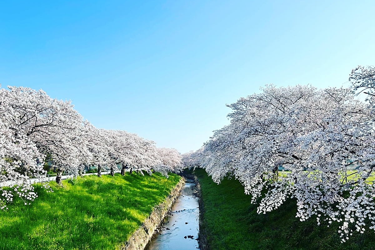 桜×グルメ×本×雑貨！春の風物詩「さくらマーケット」奈良で開催