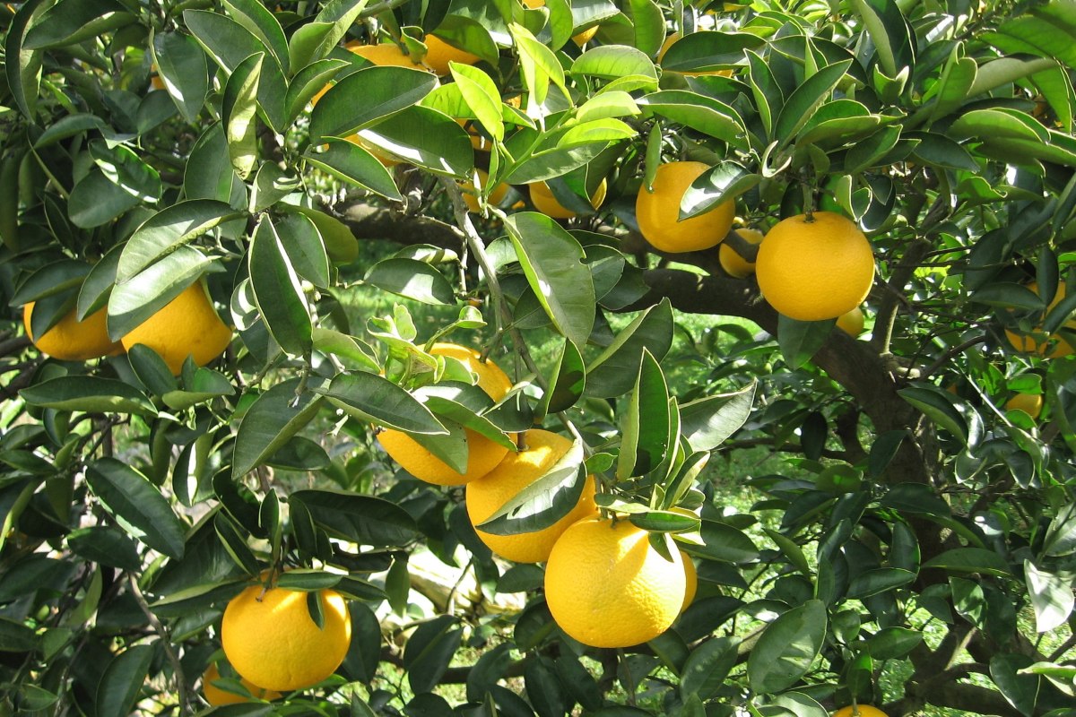 和歌山県紀の川市のはっさく