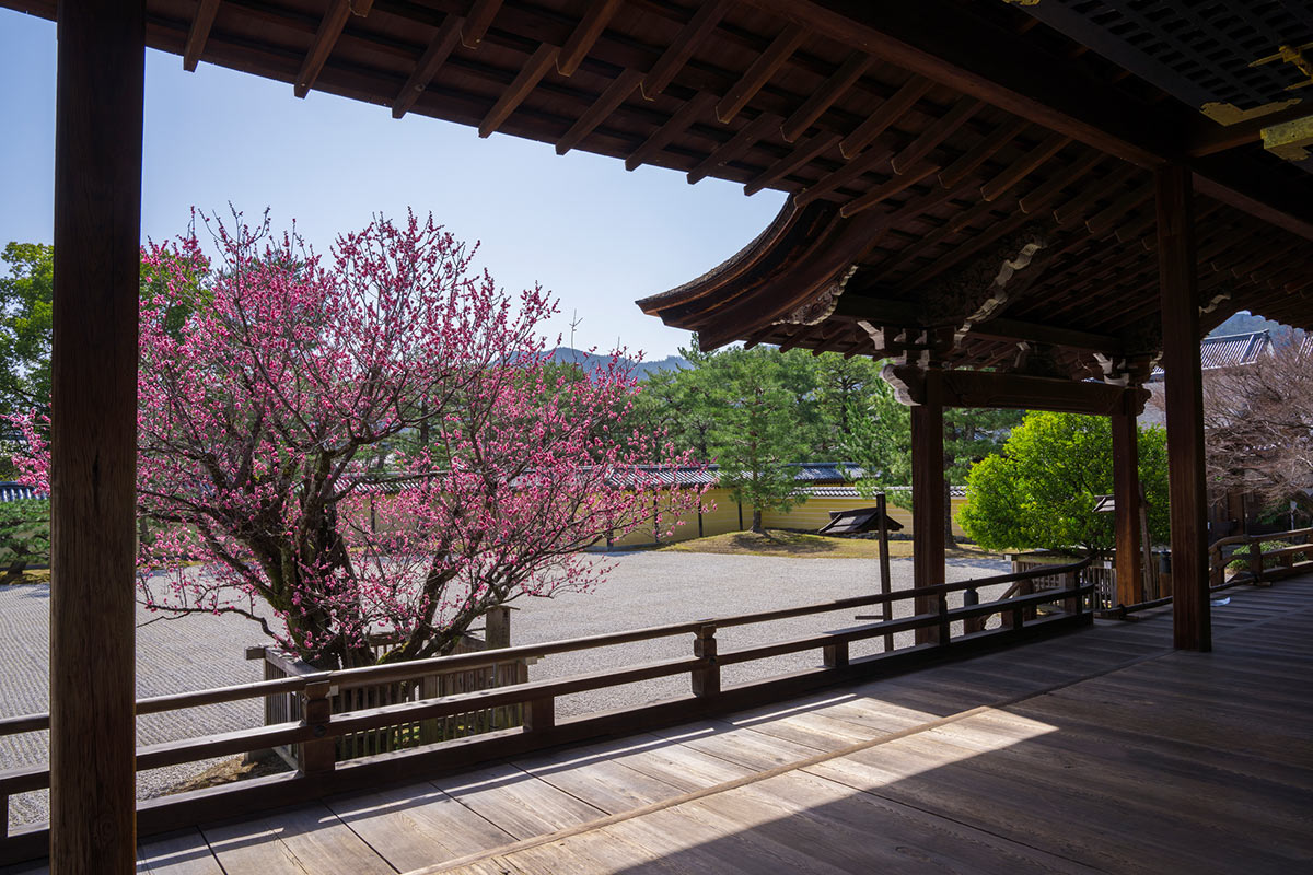 大覚寺の梅