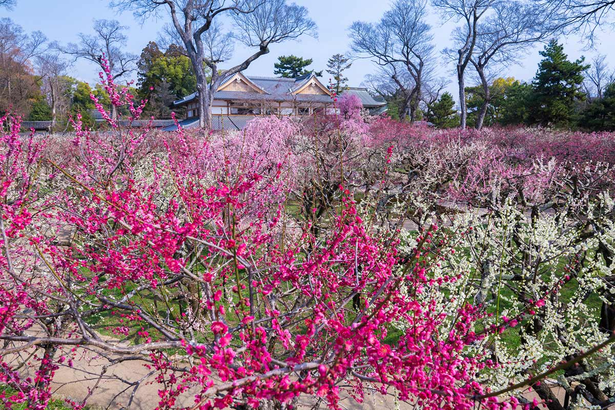【2026】京都・梅の名所10選！見頃時期と梅まつり情報
