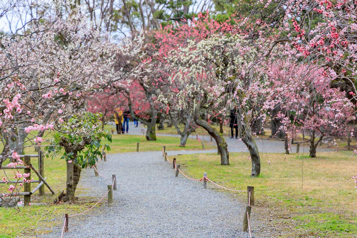 二条城の梅林