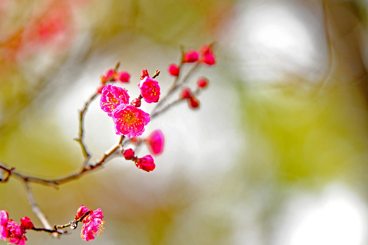 梅小路公園の梅