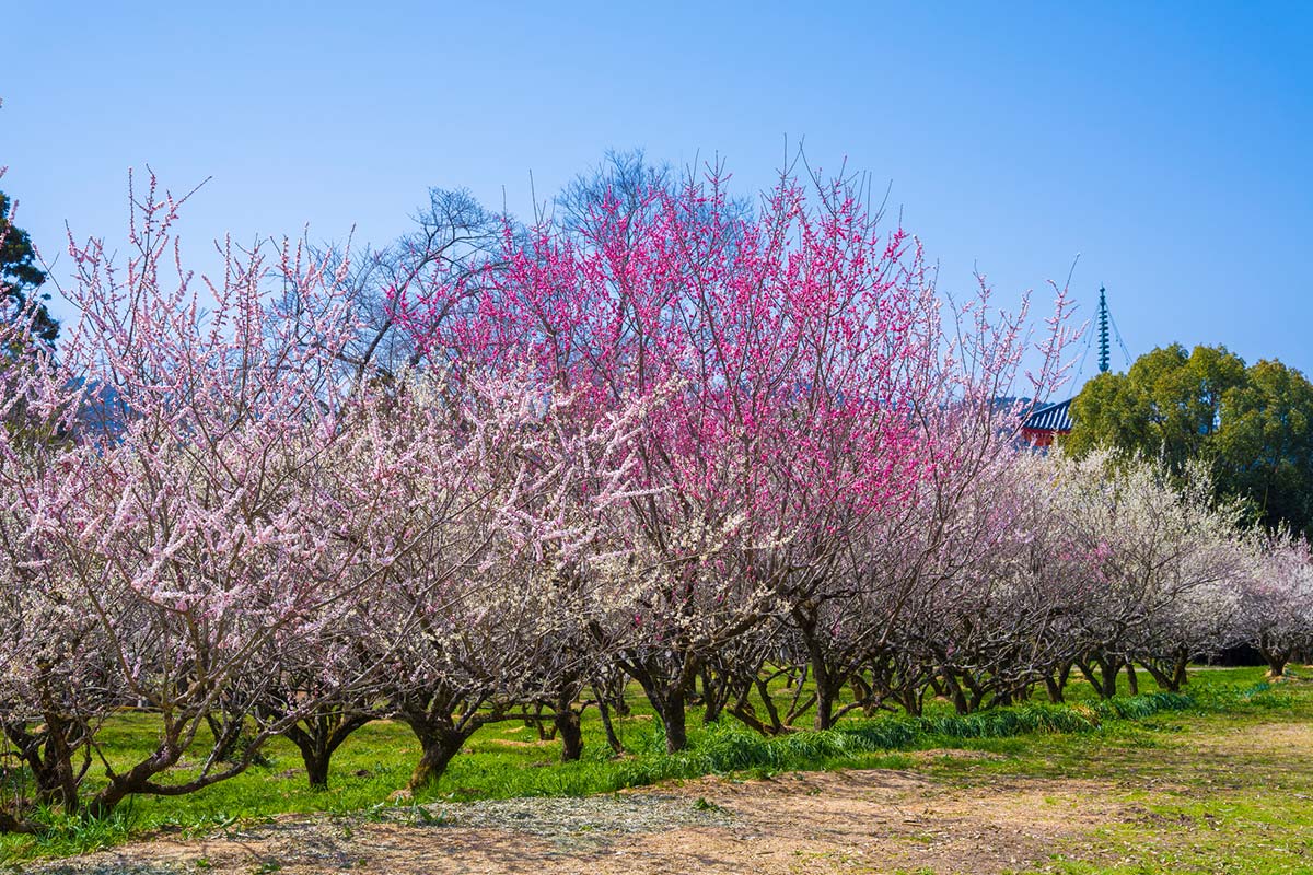 大覚寺の梅林