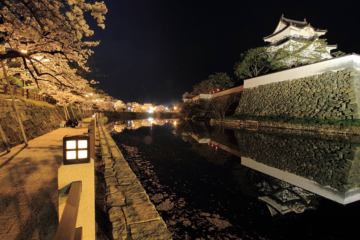 岸和田城の夜桜ライトアップ