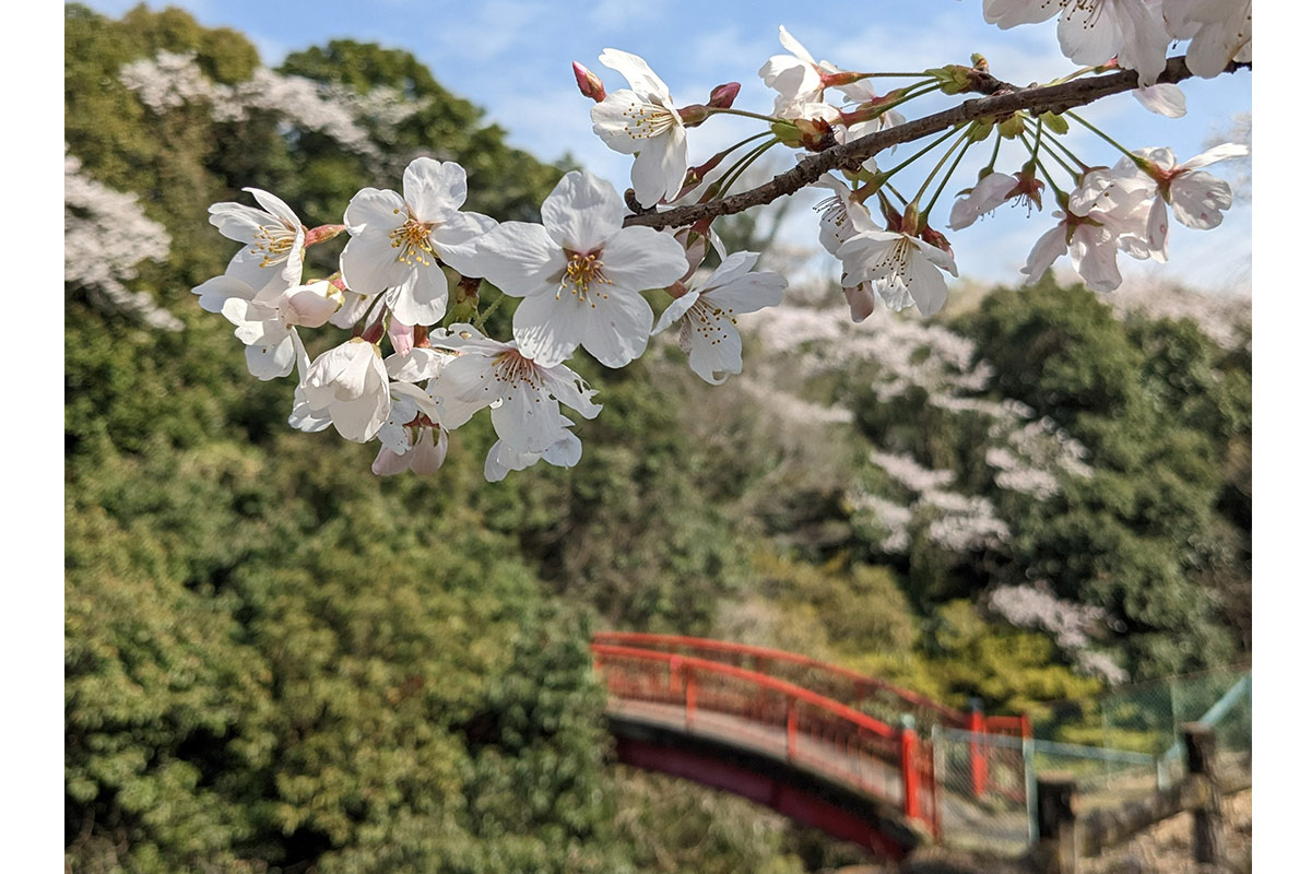 大井関公園の桜