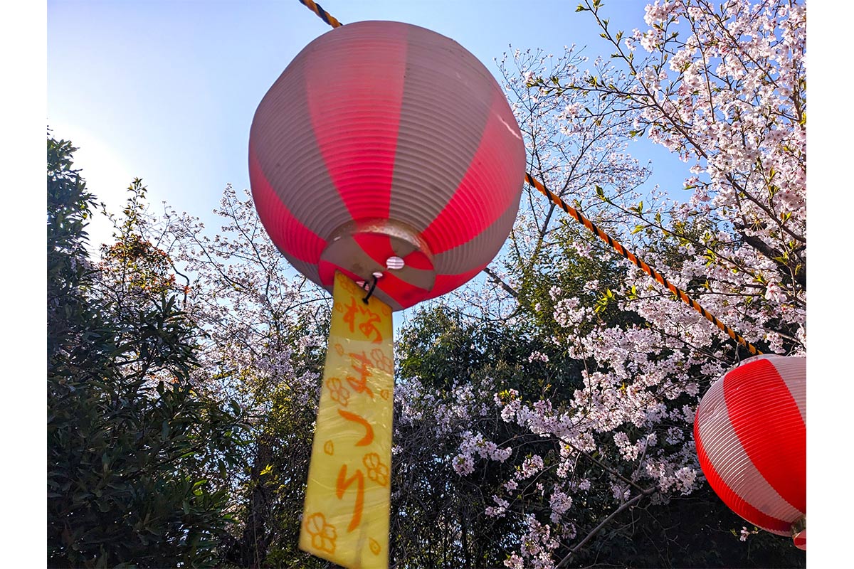 大井関桜まつり