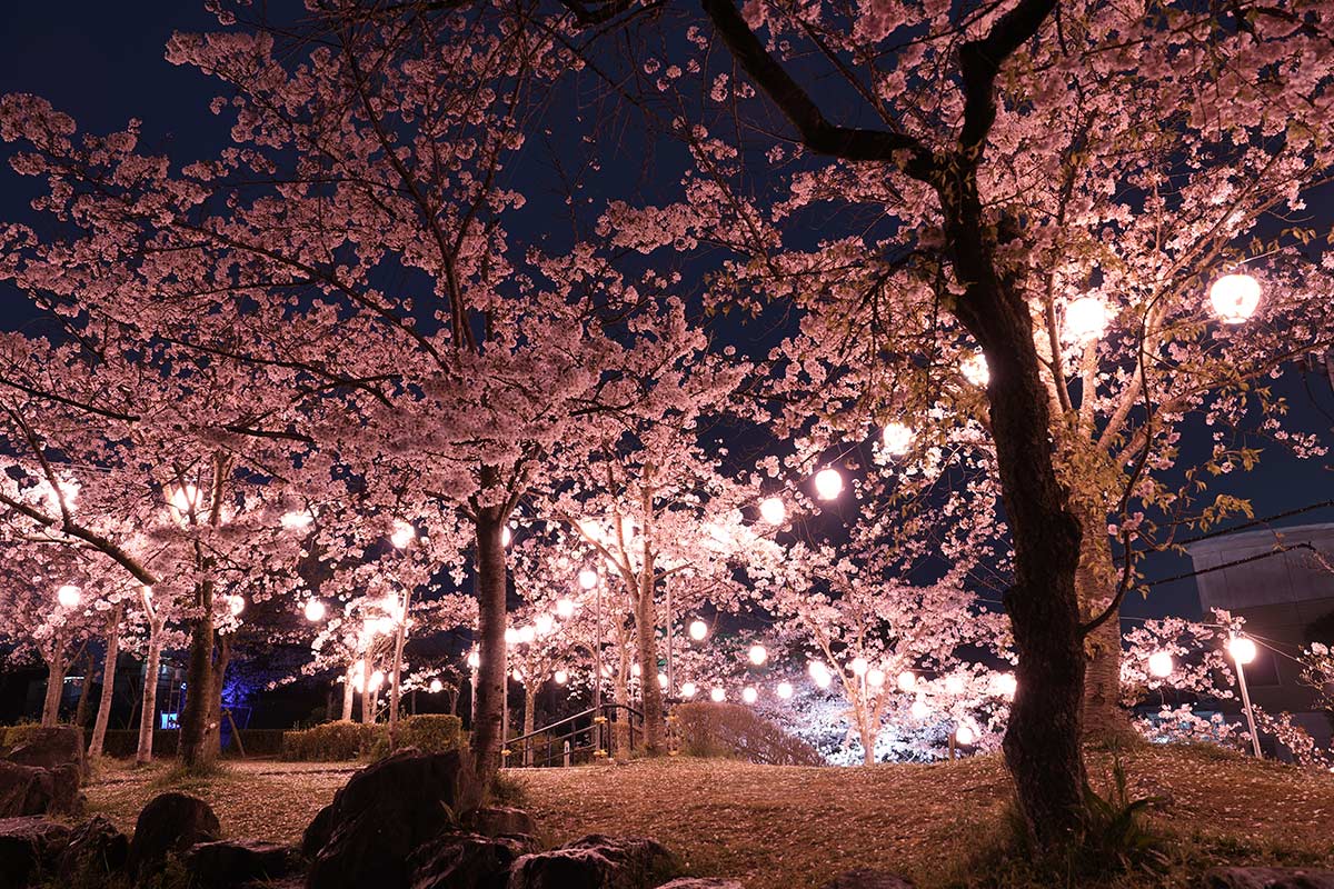 奈良の夜桜ライトアップ15選！幻想的な桜名所＆見頃情報【2026】