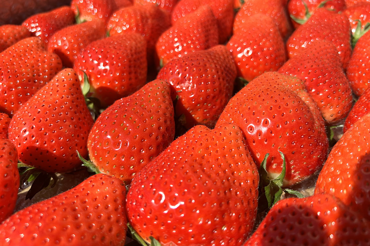 【梅田】あまおう＆いちごスイーツ食べ放題！ブランドいちご食べ比べ