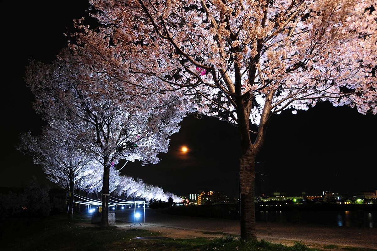 odekake_osaka_yozakura_2026_sayamaike_1