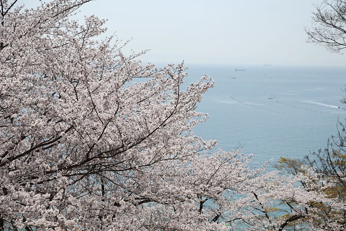 昼は海×桜、夜はライトアップ！神戸・須磨で「敦盛桜2026」開催