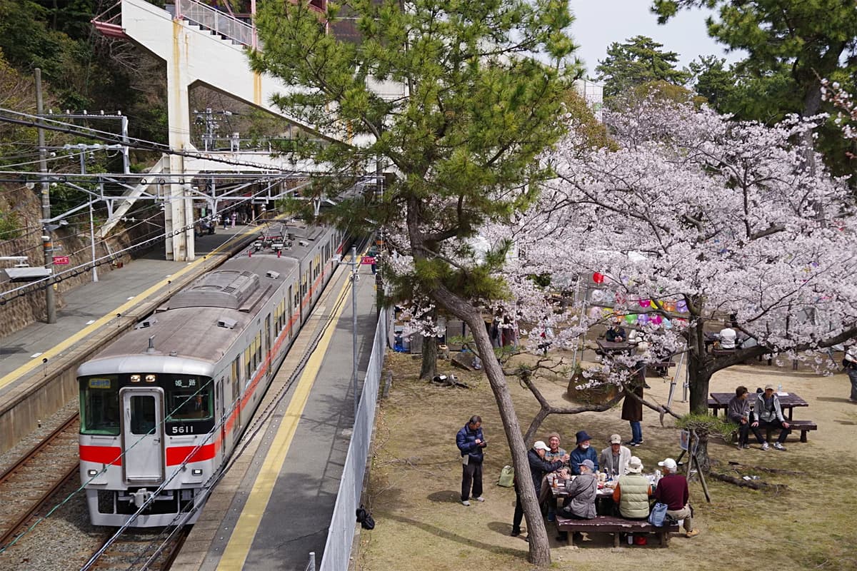 電車と桜