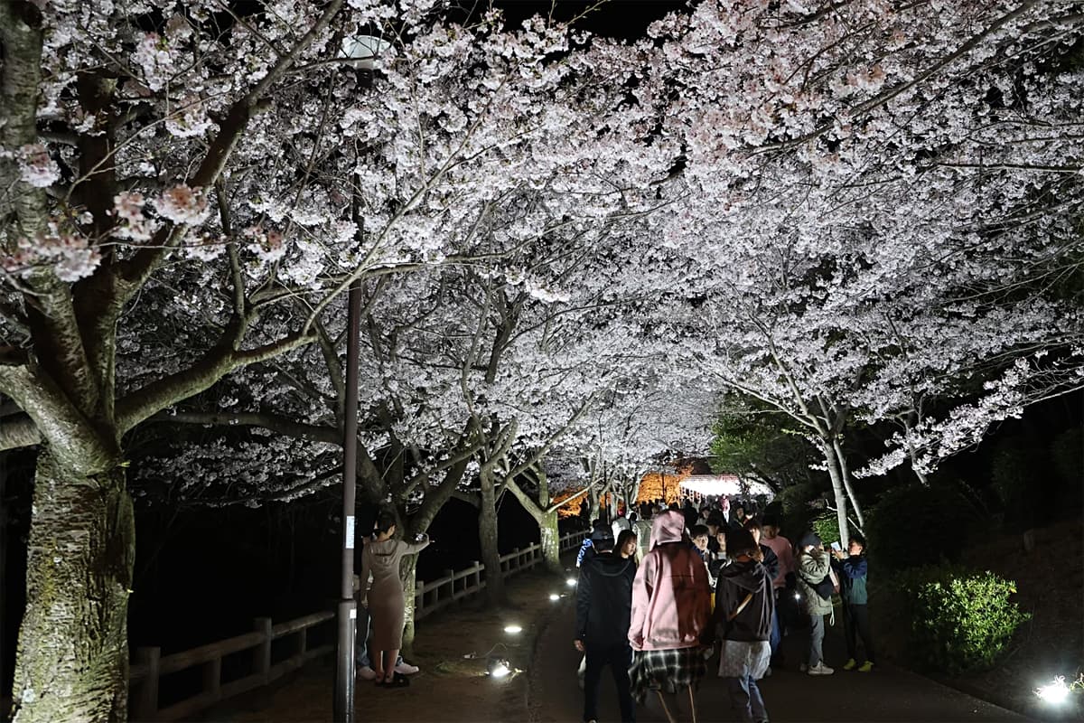 須磨浦公園の夜桜