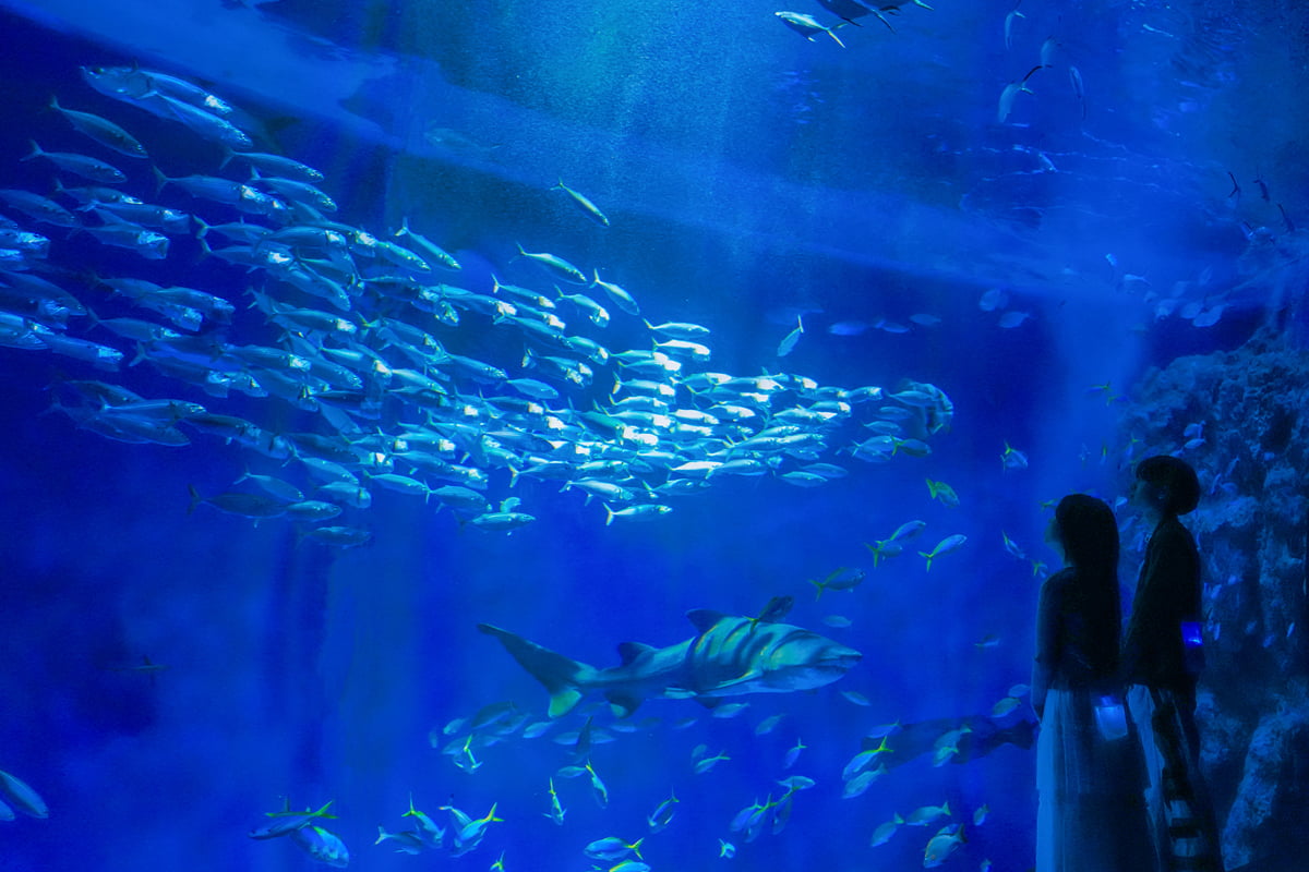 幻想的な夜の水族館！神戸須磨シーワールドで「ナイトアクアライブ」開催