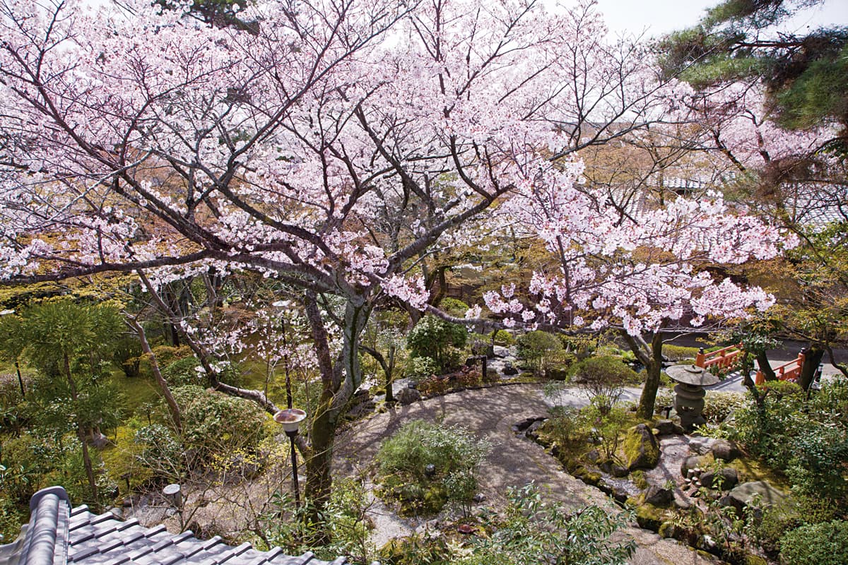 庭園の桜