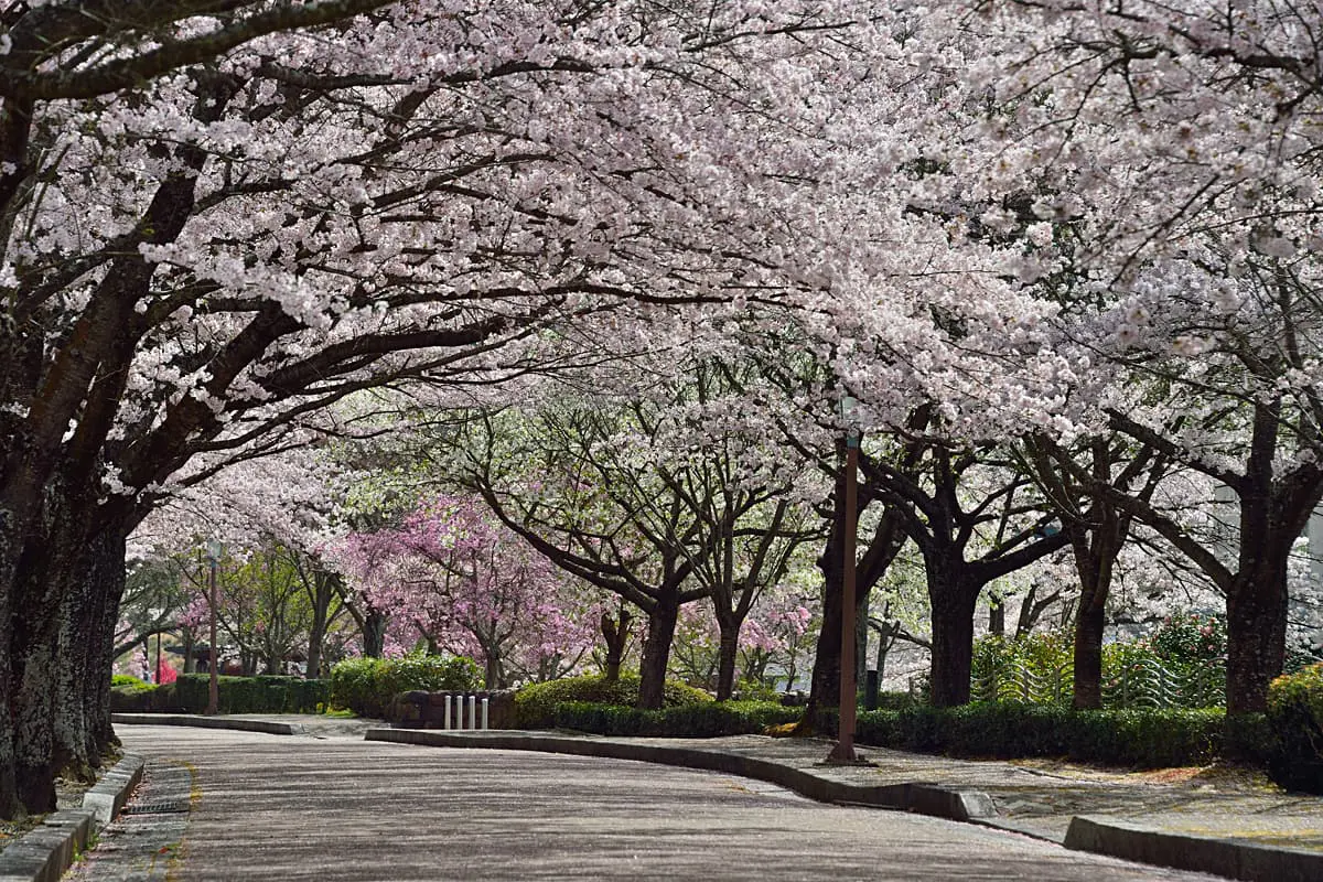 桜のトンネル×夜桜×マルシェ!京都・亀岡で春を満喫「さくらウィーク 桜のトンネル×夜桜×マルシェ!京都・亀岡で春を満喫「さくらウィーク
