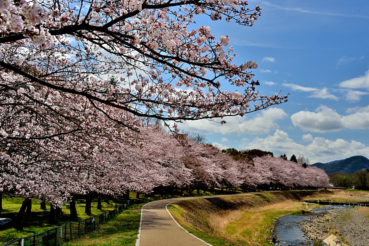 亀岡運動公園犬飼川沿いの桜並木