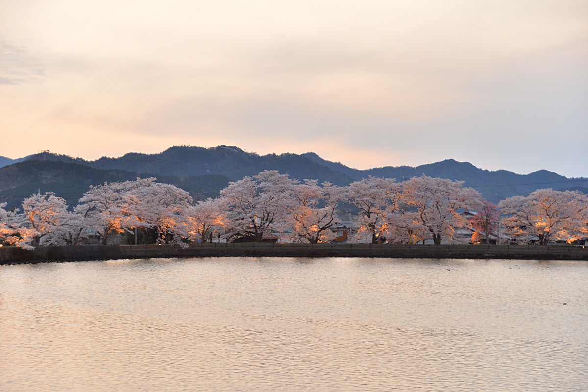 平の沢池の夜桜ライトアップ