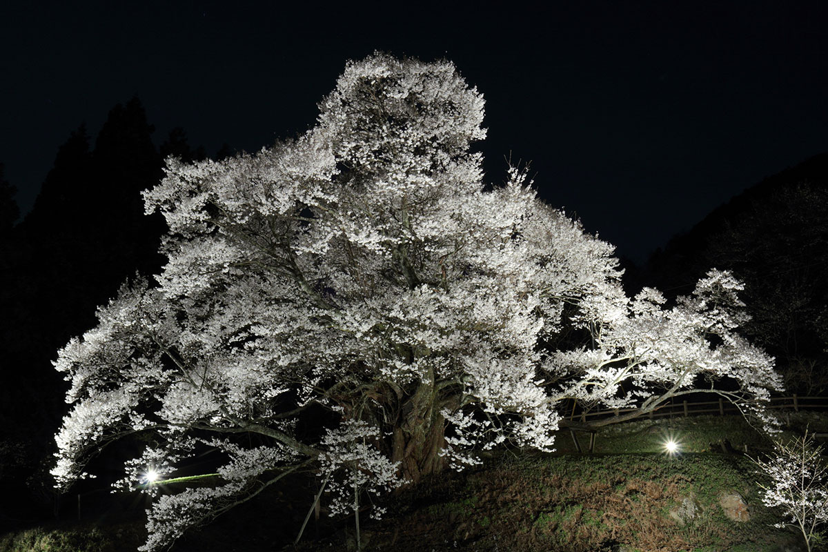 仏隆寺の夜桜