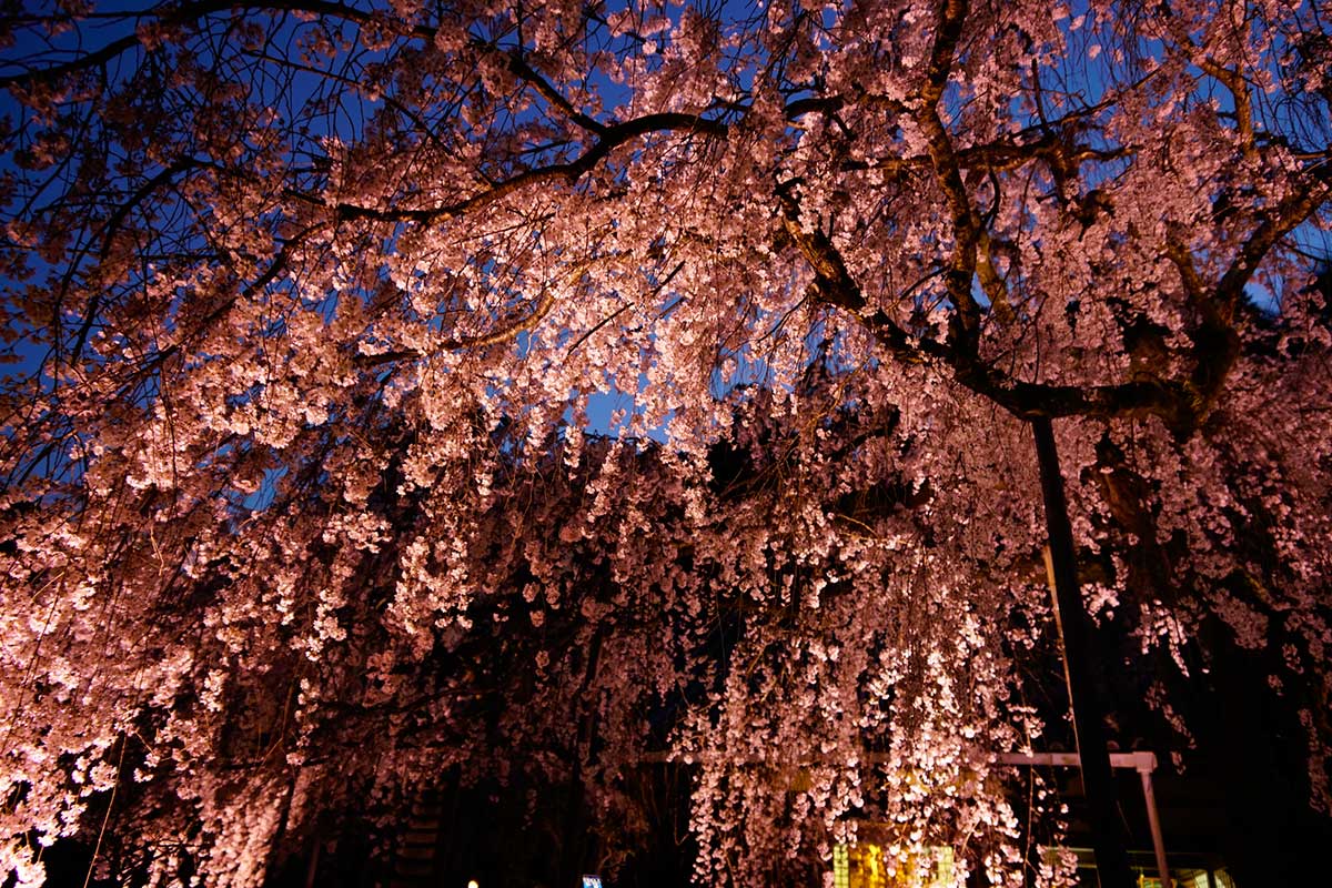 専称寺の夜桜
