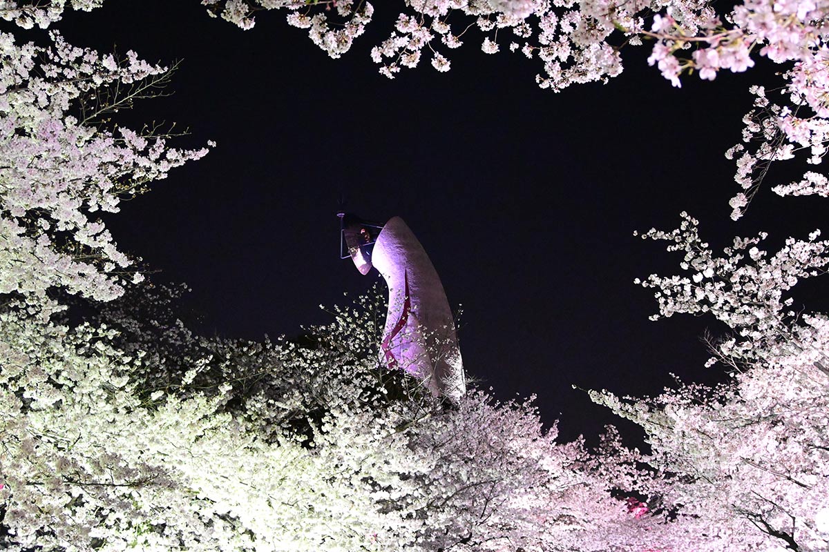 万博記念公園の桜と太陽の塔