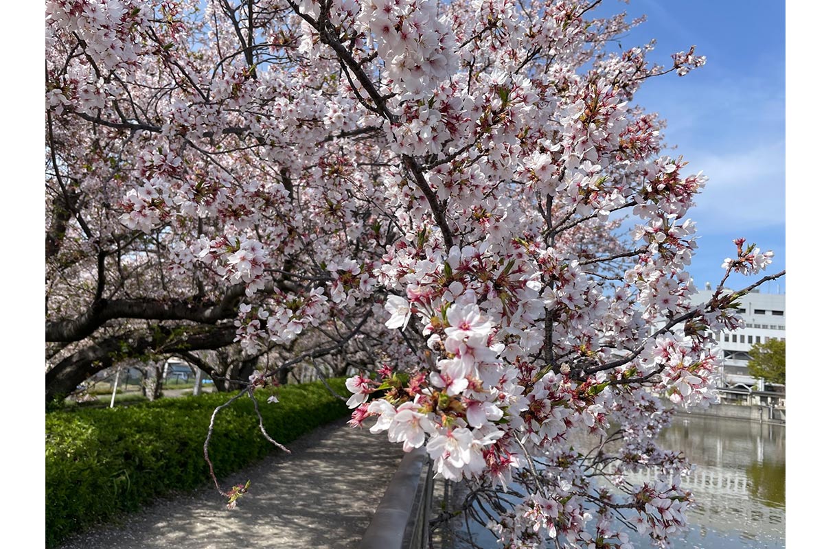 泉佐野市立文化会館の桜
