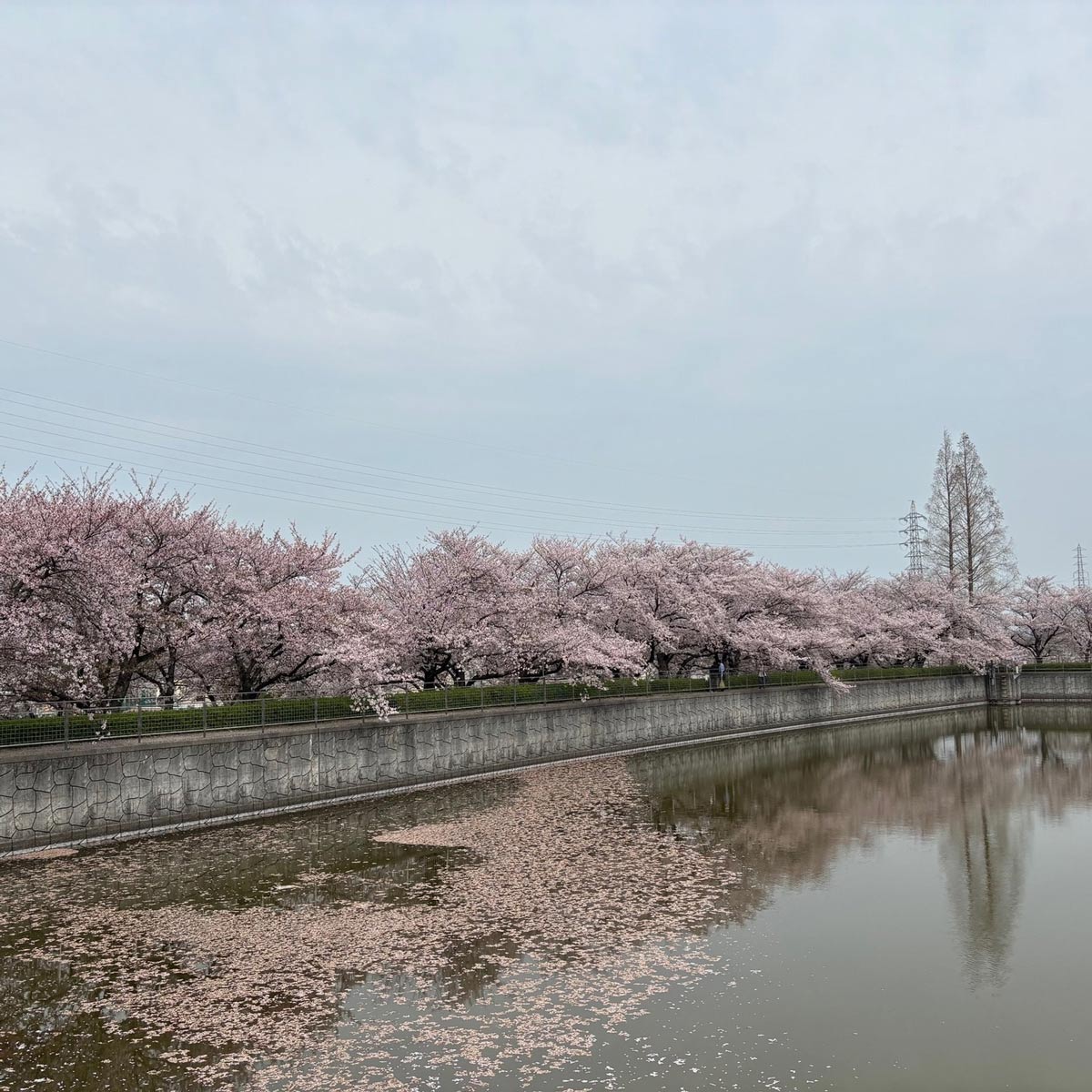 泉佐野市立文化会館の川沿いの桜