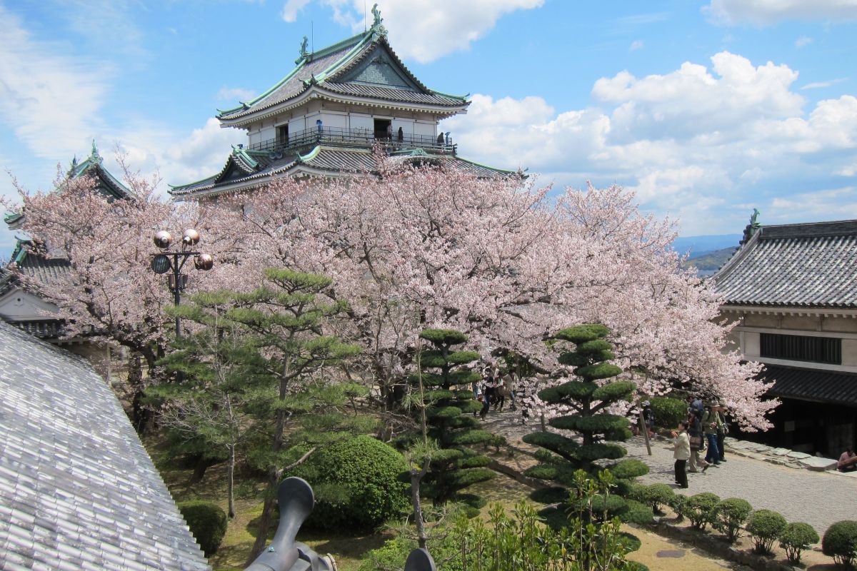 和歌山の桜名所5選！和歌山城や紀三井寺など人気お花見スポット【2026】