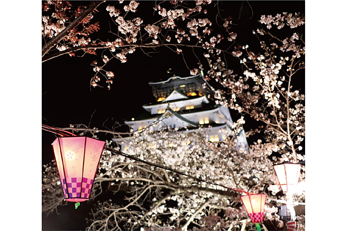 観桜ナイターの夜桜ライトアップ