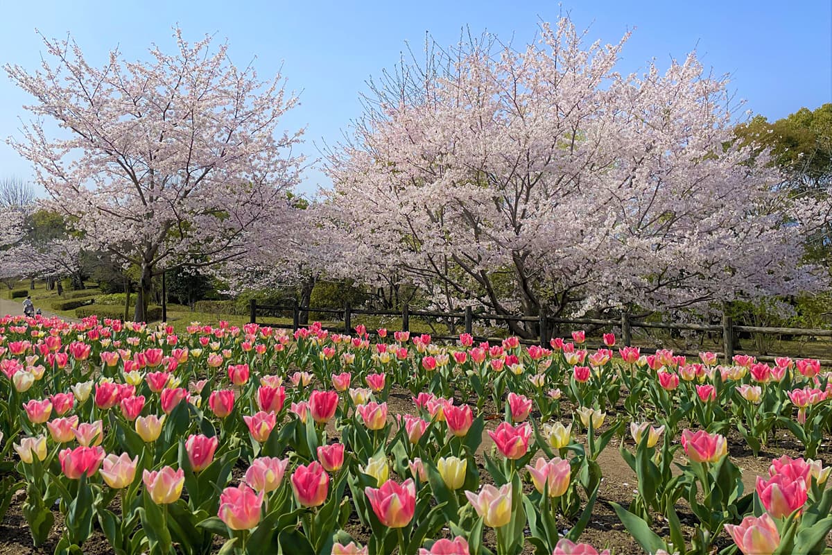【奈良】春のおでかけに！チューリップ100品種×グルメが楽しめるマルシェ開催