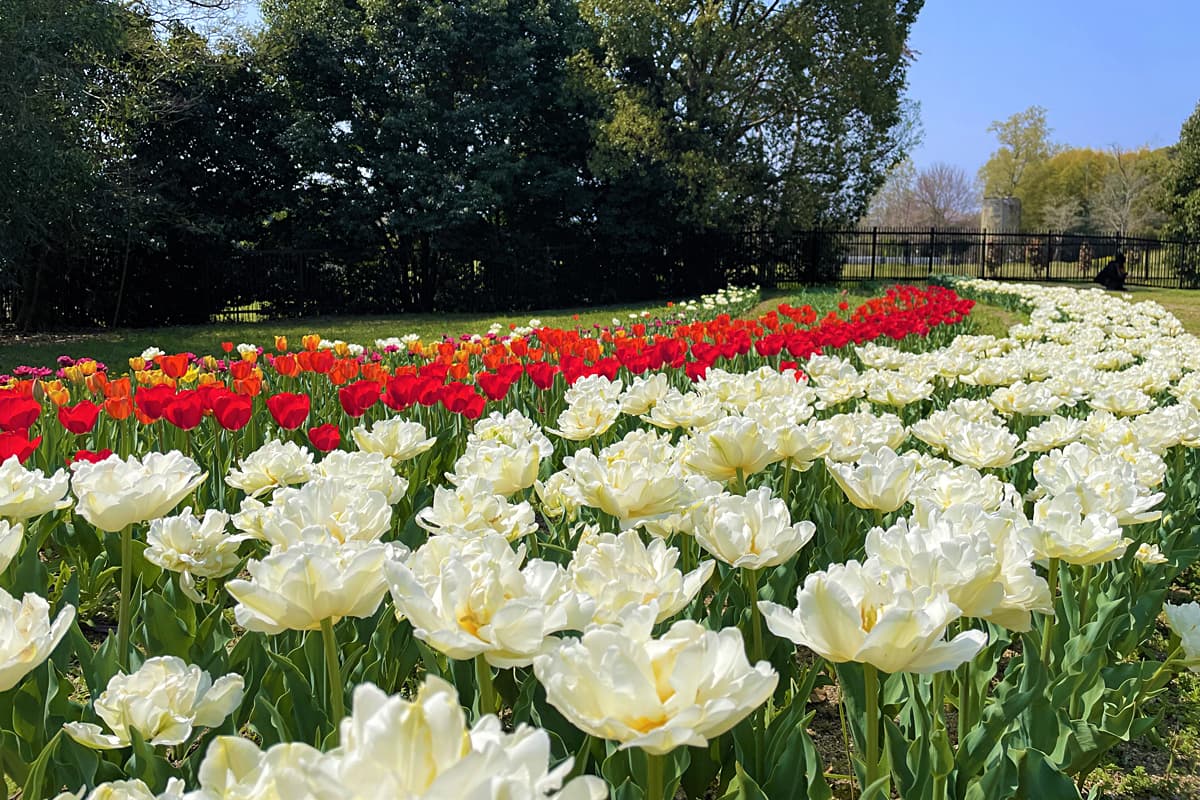 白と赤のチューリップ
