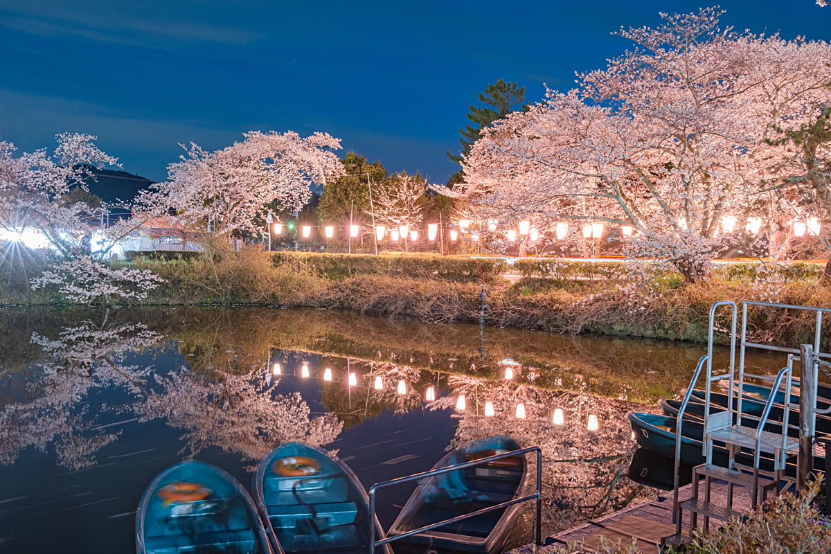 篠山城跡の桜のライトアップ
