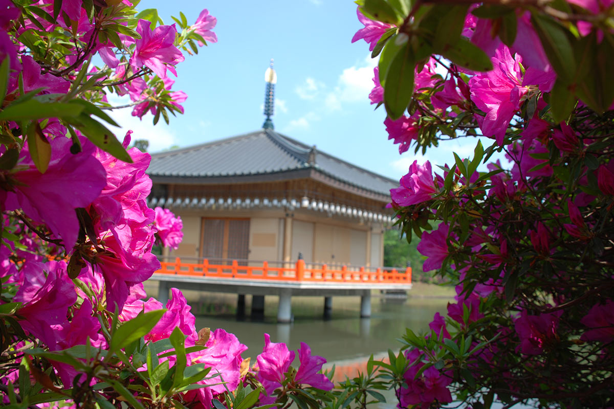 安倍文殊院のつつじ