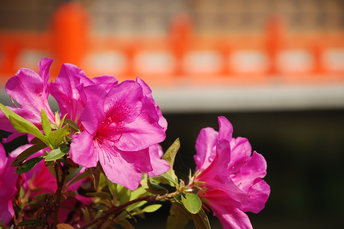 安倍文殊院のつつじアップ