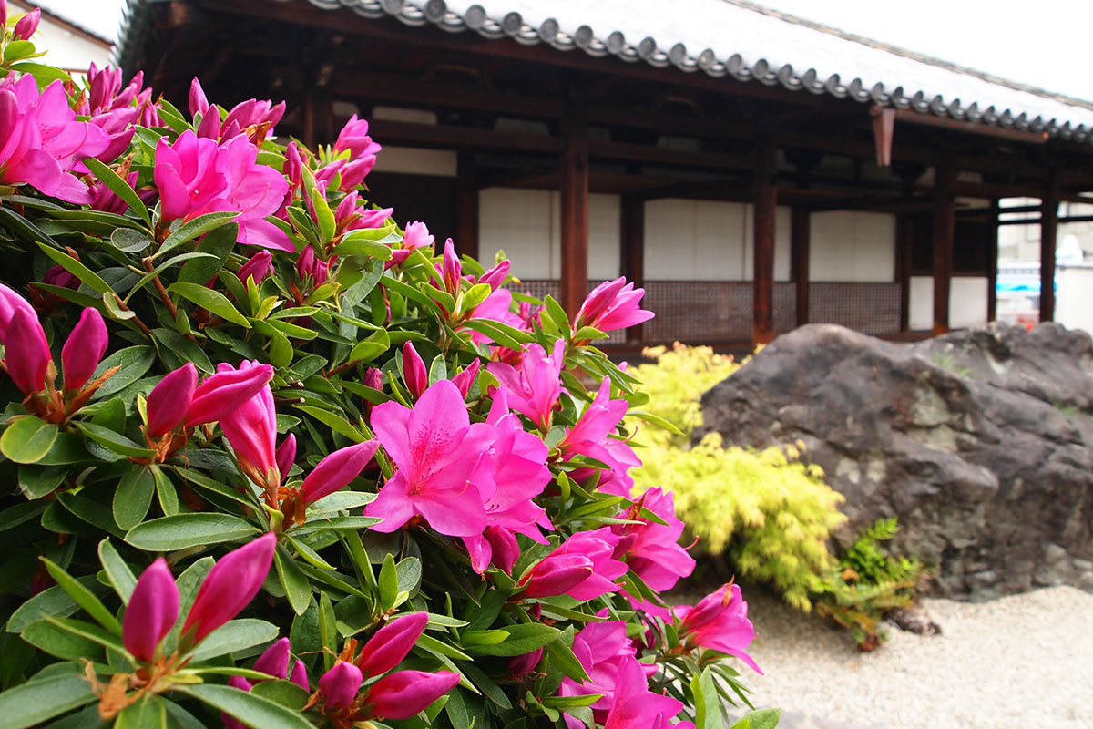 十輪院の満開のツツジ