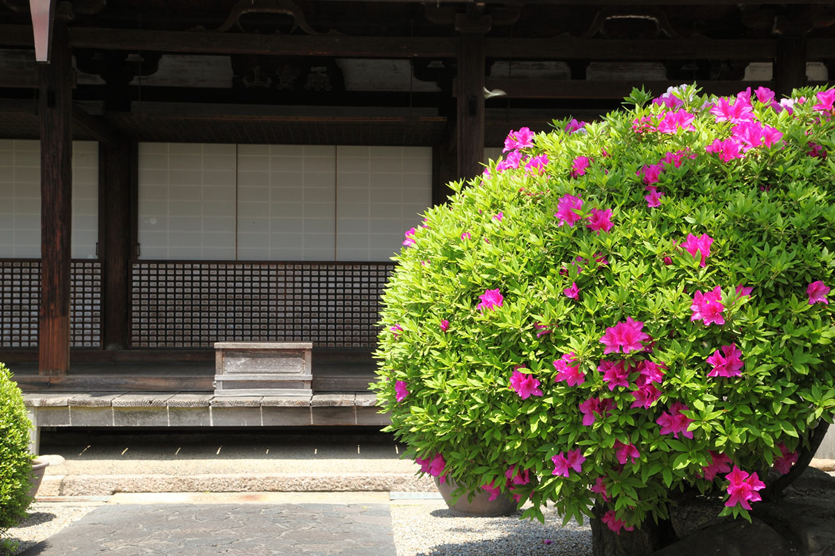 十輪院のツツジ